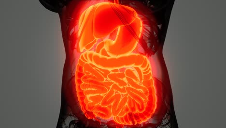 detailed-human-digestive-system-anatomy
